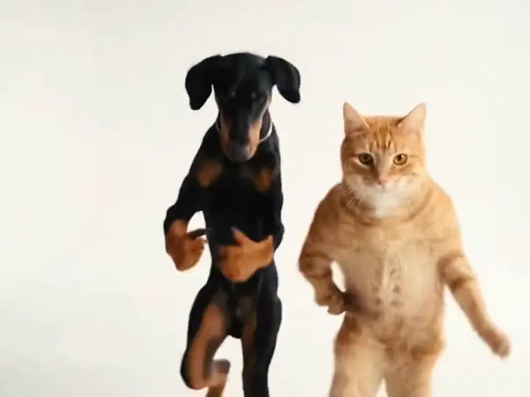 The AI-made Doberman and orange tabby cat leave the table and dance side by side on their hind legs in an empty white studio