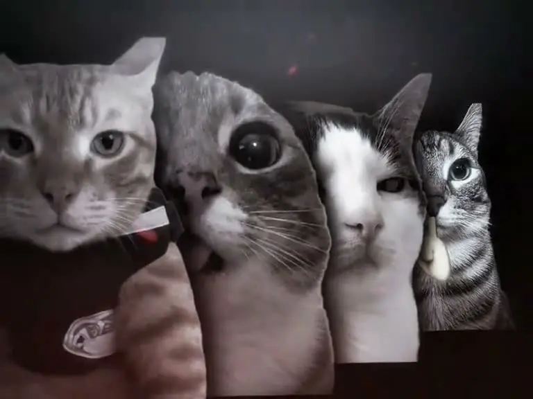 Four cats' faces lined up in a row on a dark background