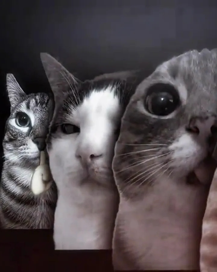 Three cats' faces side by side in a dark close-up