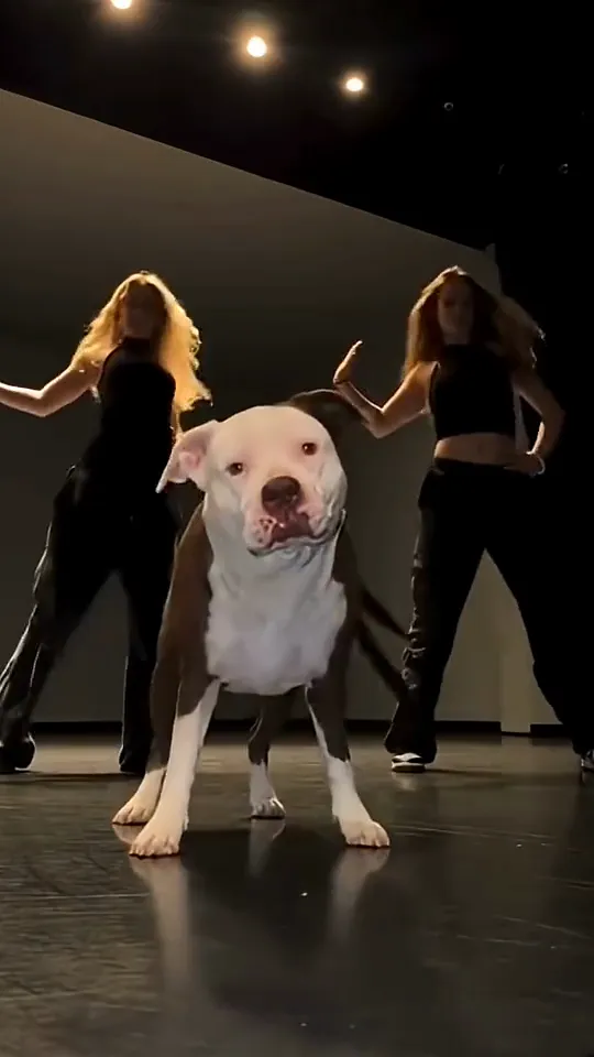 A pit bull stands in the middle of a dark studio floor tilting its head to one side while two dancers in black move behind it