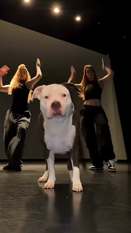 The same pit bull faces the camera while both dancers behind it raise their hands together