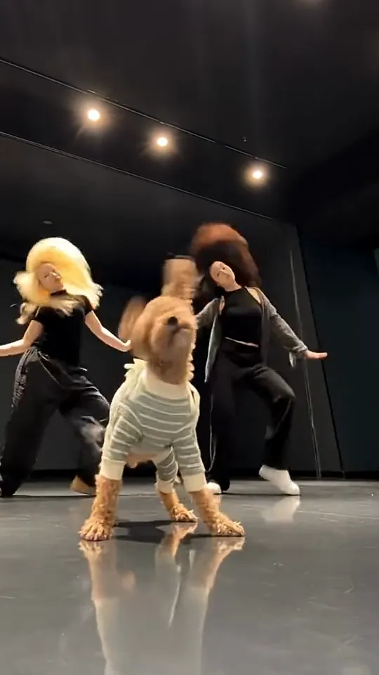 A brown toy poodle in a striped sweater lowers its head on a reflective floor with two dancers shaking their hair behind it