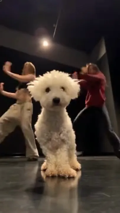 A white curly-haired dog sits facing the camera from a low angle in a dance studio while two people dance behind it