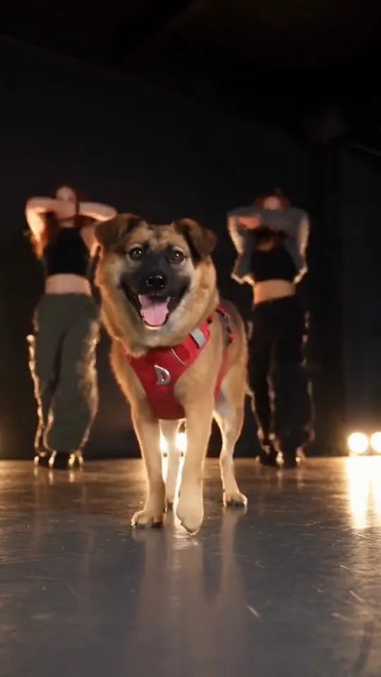A tan mixed-breed dog in a red harness stands center stage on a dark studio floor while dancers in black crop tops move behind it